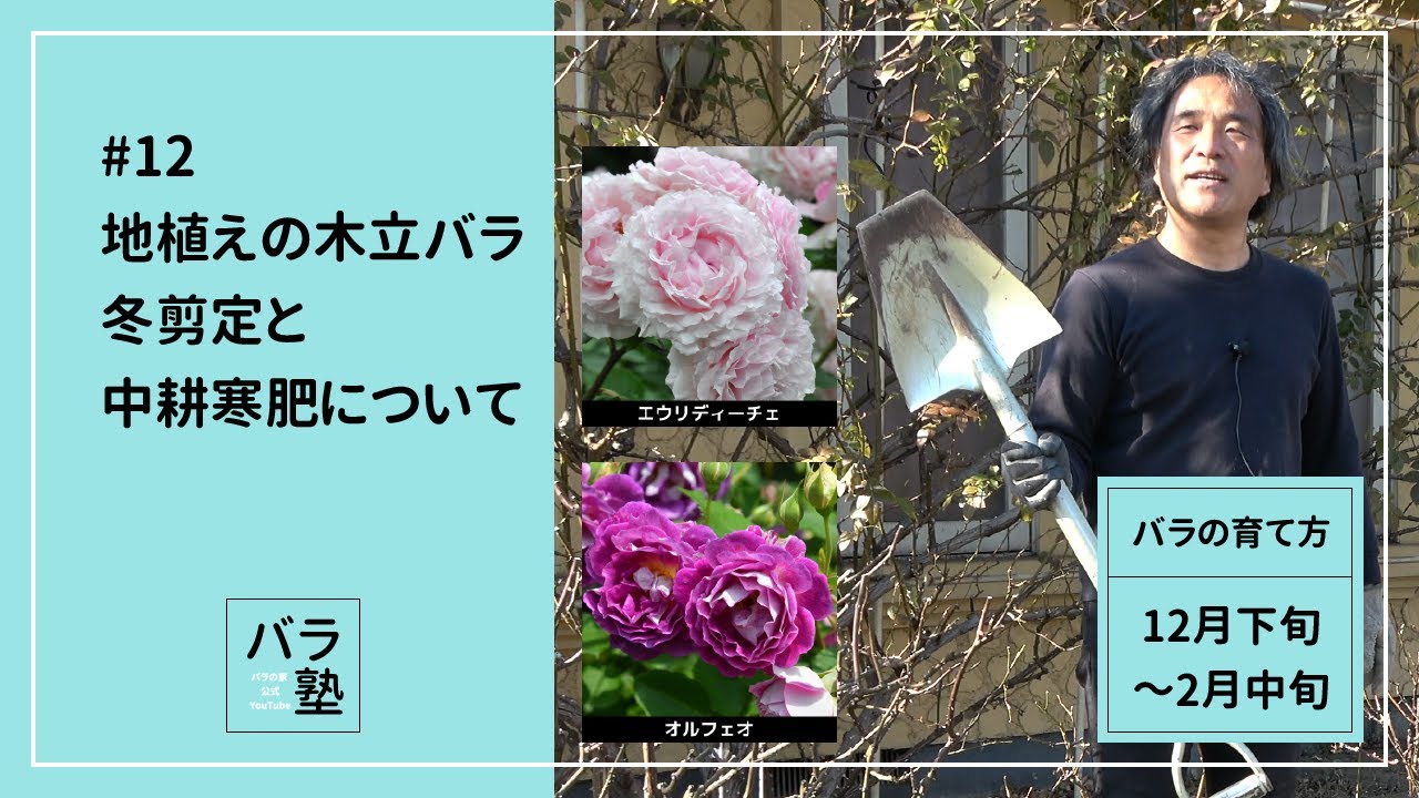 #12 地植えの木立バラ 冬剪定と中耕寒肥について【バラの育て方：12月下旬～2月中旬】