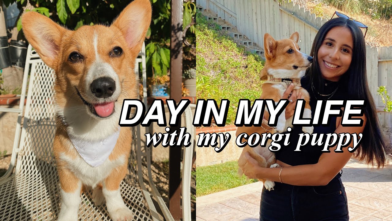DAY IN MY LIFE WITH MY CORGI PUPPY | Puppy Bath Time, Going for a Walk, Nom Nom Fresh Food Diet