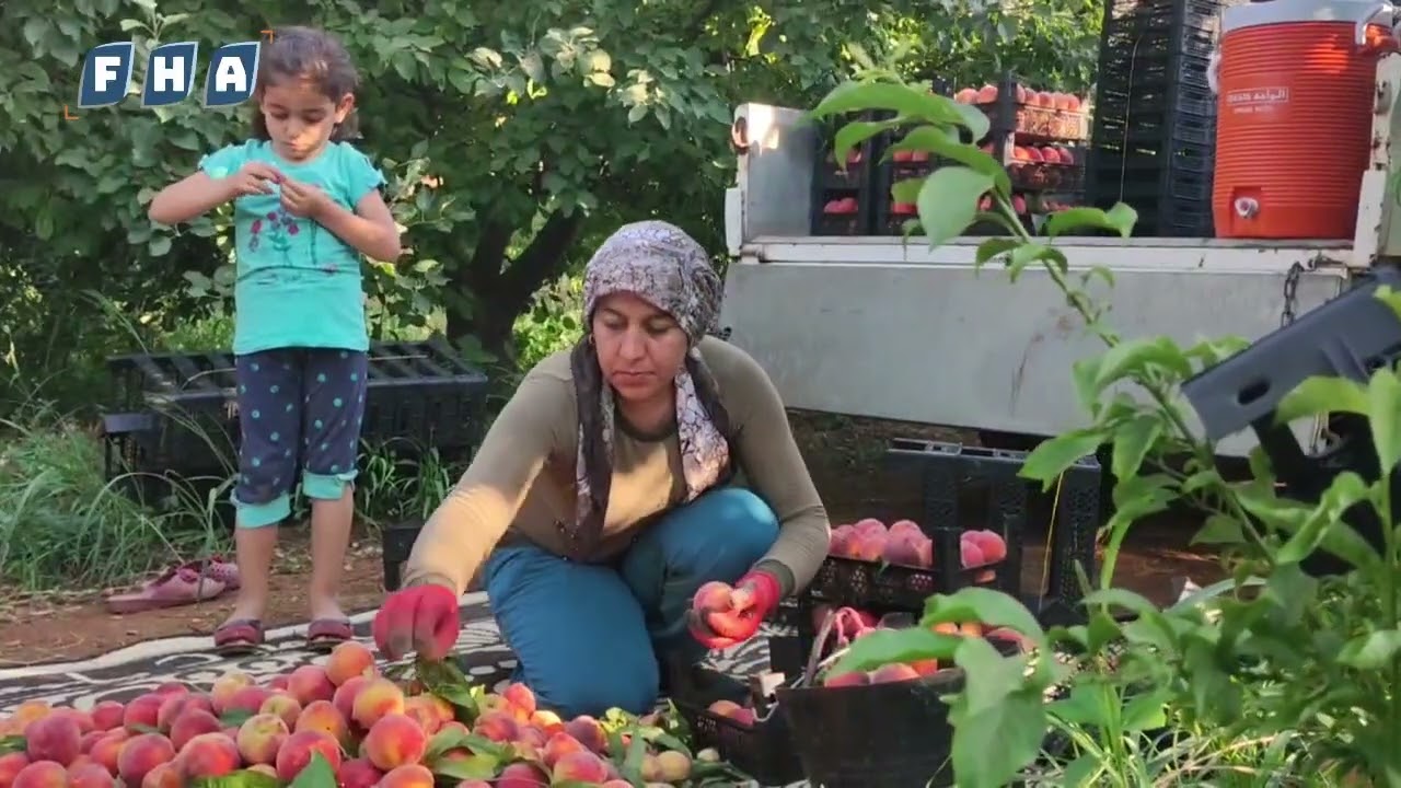 موسم قطاف ثمار الدراق في قرية الباسوطة بريف عفرين