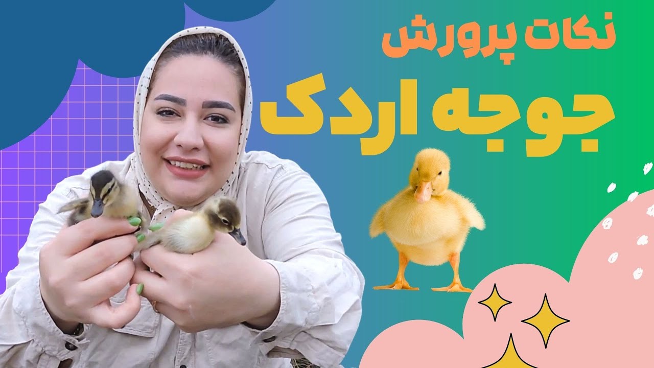 نکات پرورش جوجه اردک | نگهداری از جوجه اردک اسراییلی و انواع جوجه اردک ها و غذای مناسب جوجه اردک