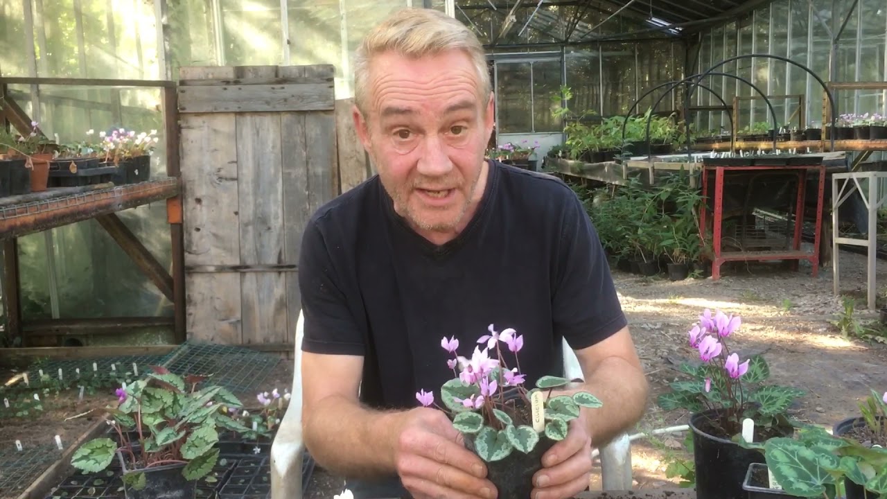 How to identify cyclamen varieties from their corms @stinkyditchnursery750 Oct’21