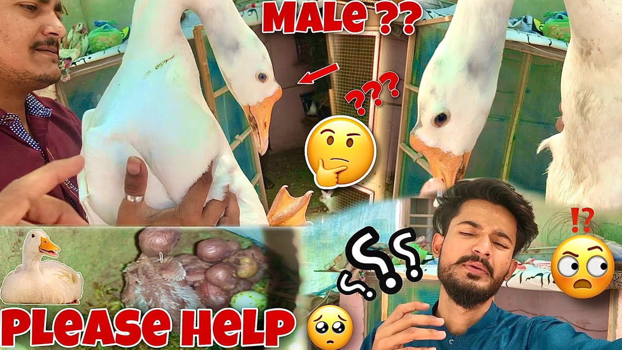 Ducks Male He Ya Female ?? Please Help Karey | Hum Or Parinday | #petsvlog