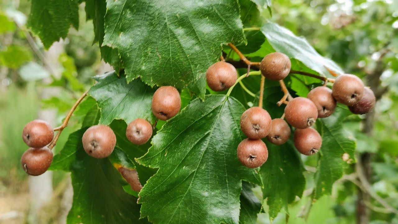 Tasty Checkers (Sorbus torminalis) - foraging for a medieval fruit at a castle ruin