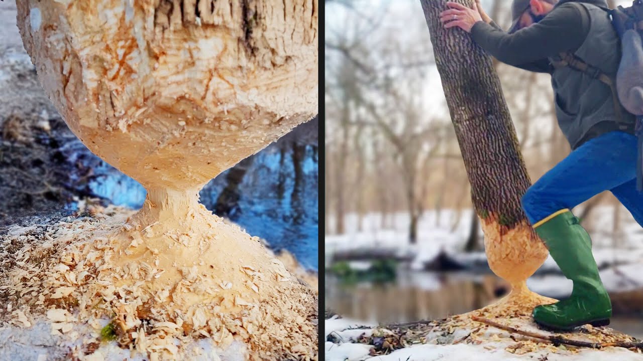 Tree Defies Physics