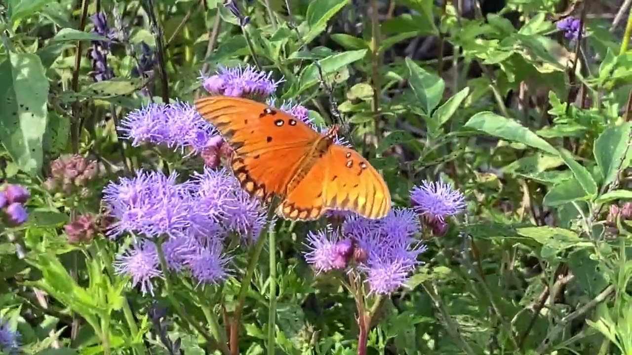Queen Butterflies on Gregg’s Mistflower