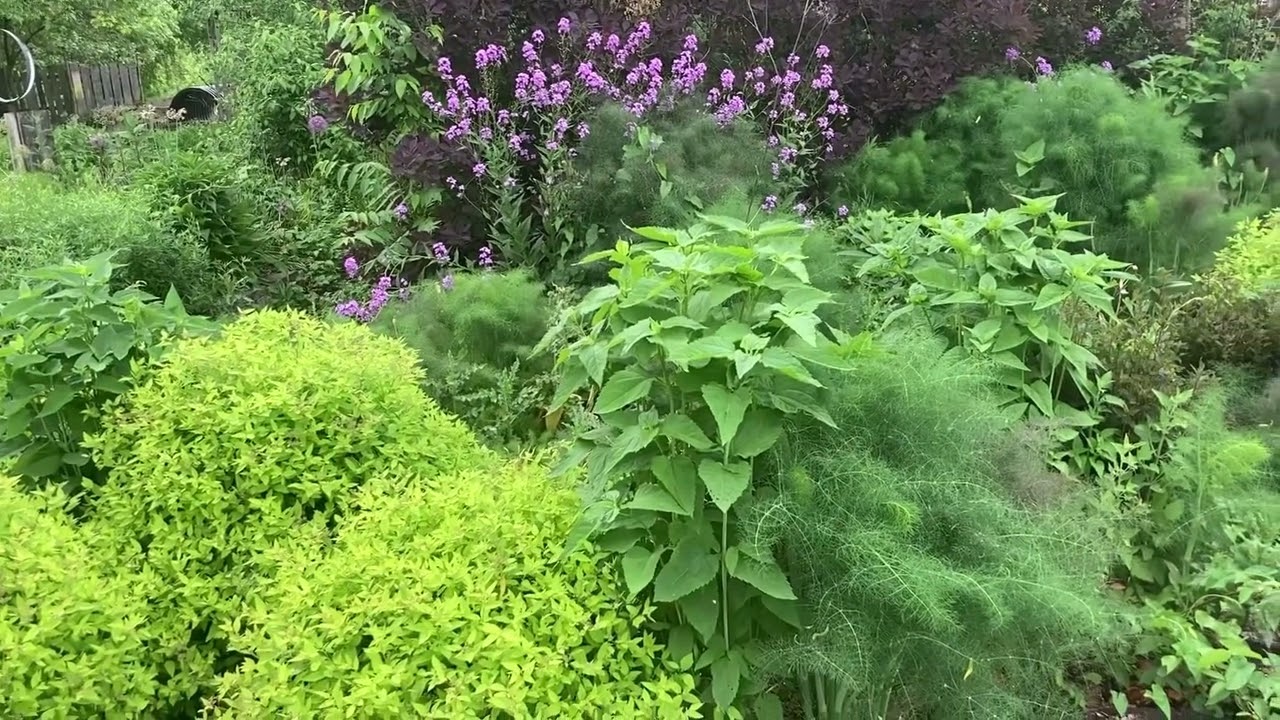 8 minutes of nature sounds and footage VIII