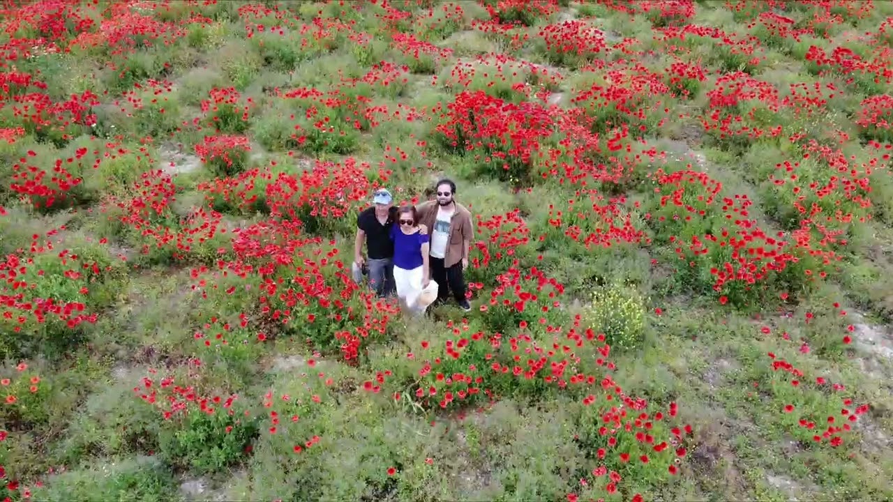 Poppy Fields Baldock and Dunstable downs
