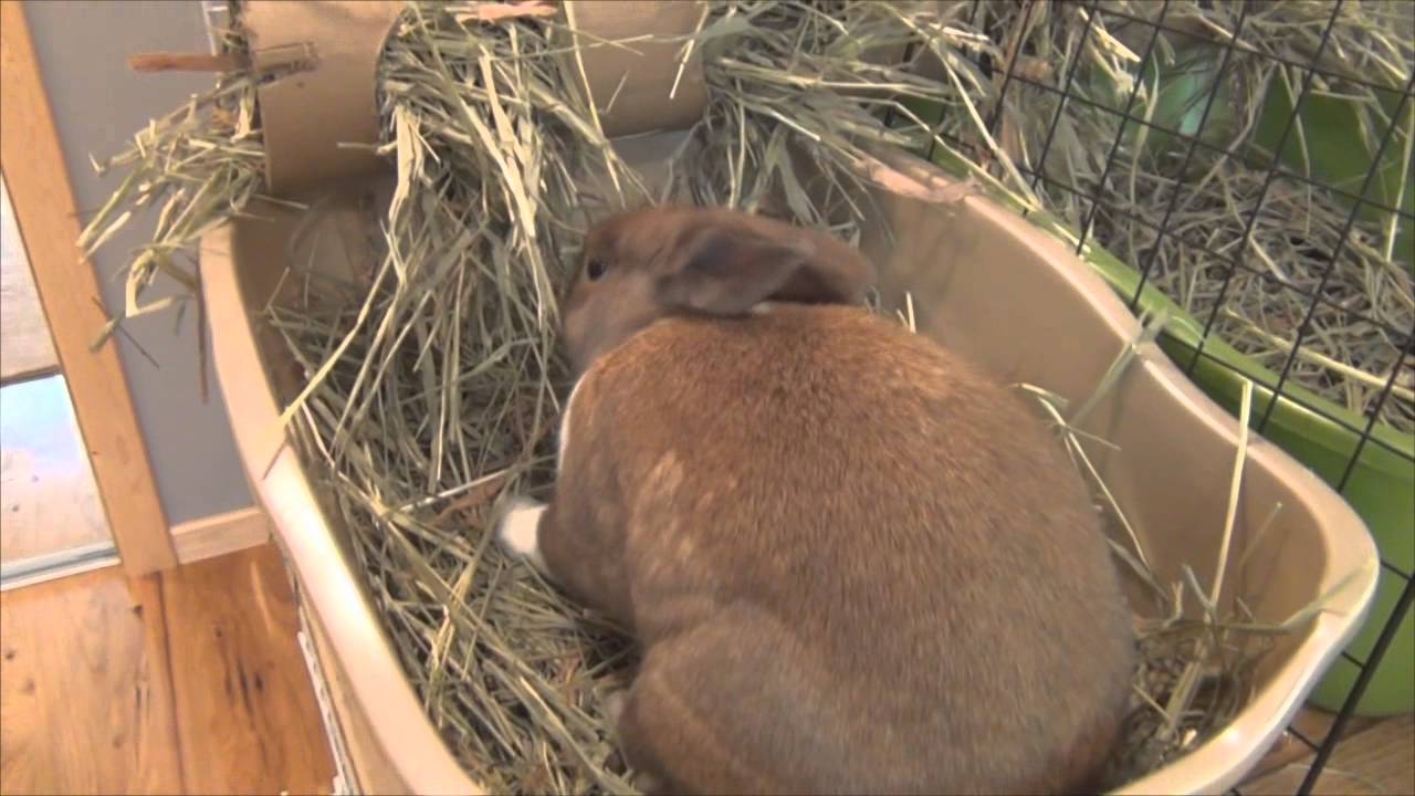June Rabbit Cage Tour