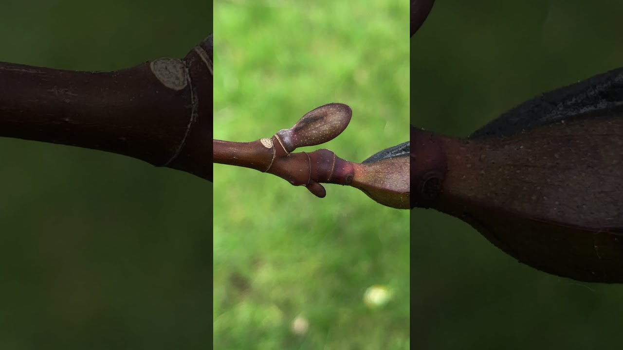 Tulip Tree - twig & buds close up - March 2021