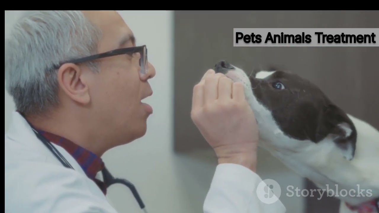 Food Poisoning in Dogs Symptoms Causes and Treatment 