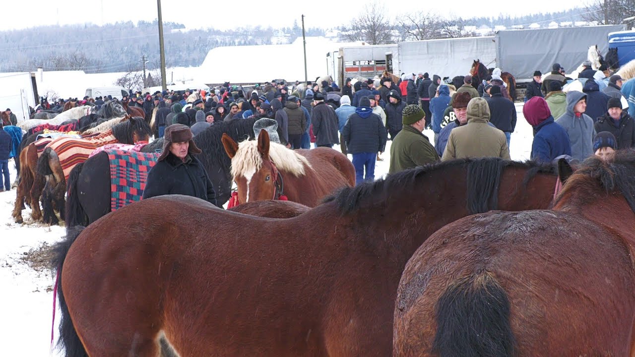 Târg expozițional de cai Solca - Bucovina 29 Ianuarie 2023 ep.2