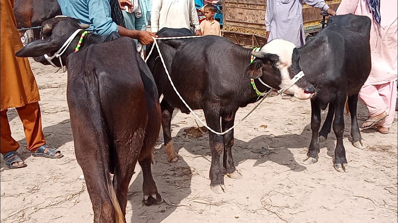 $# 1 lakh 60000 Rate mandi janwar mandi update ✅ maveshi mandi zeher Peer 