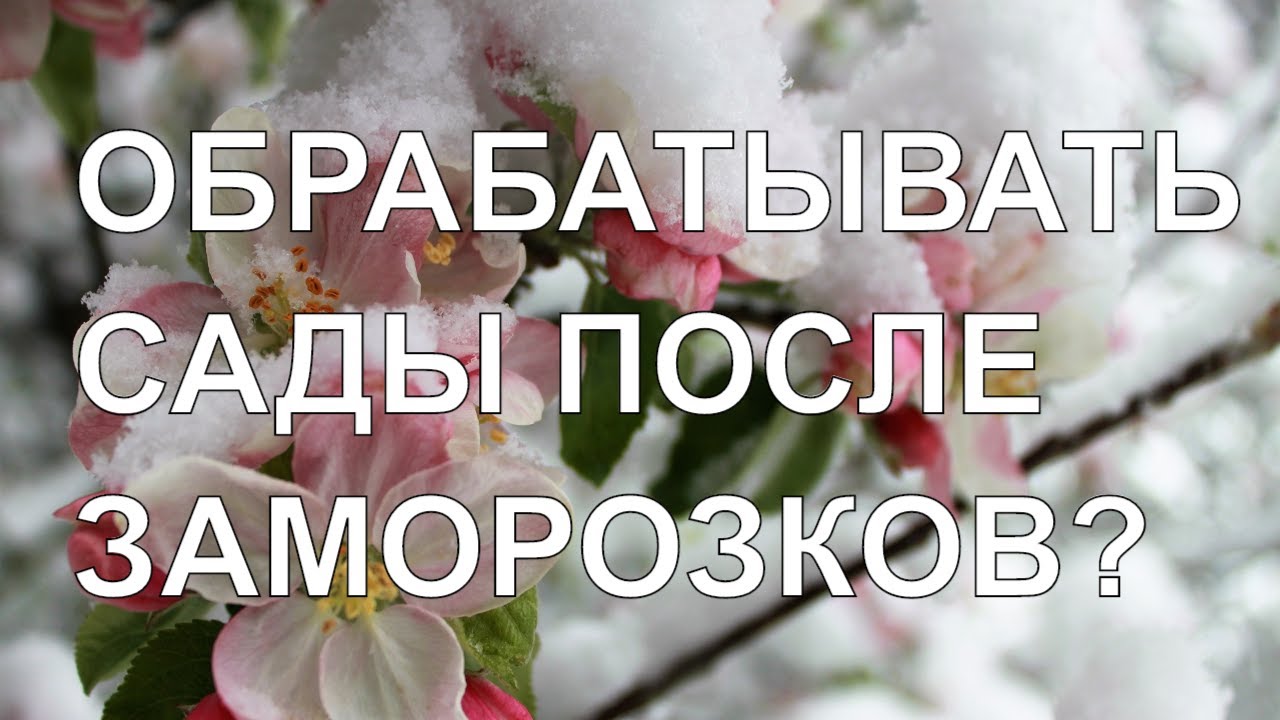 ОБРАБАТЫВАТЬ ЛИ САДЫ ПОСЛЕ ВОЗВРАТНЫХ ЗАМОРОЗКОВ? ЧЕМ ПОМОГУТ ОБРАБОТКИ?