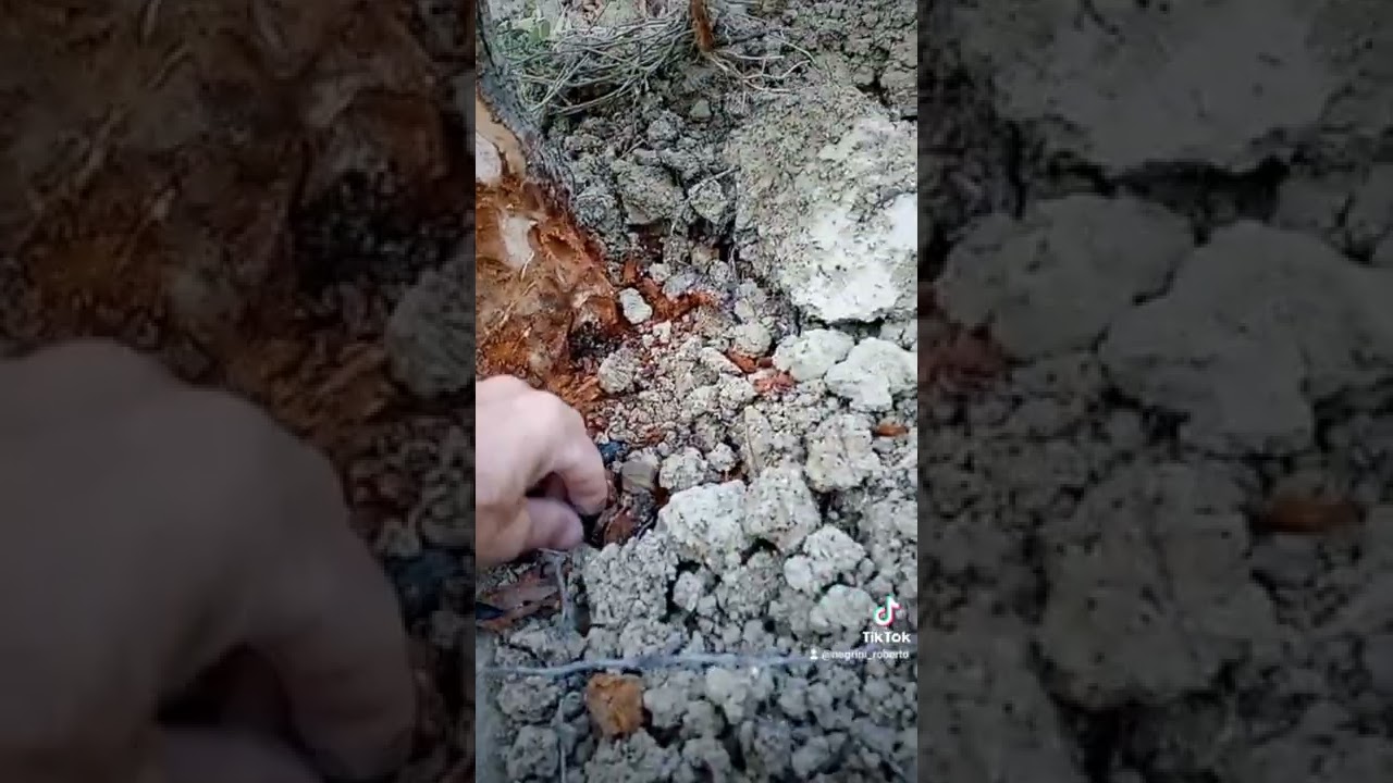 Capnodis Tenebrionis a fine luglio iniziano a essere adulti completi