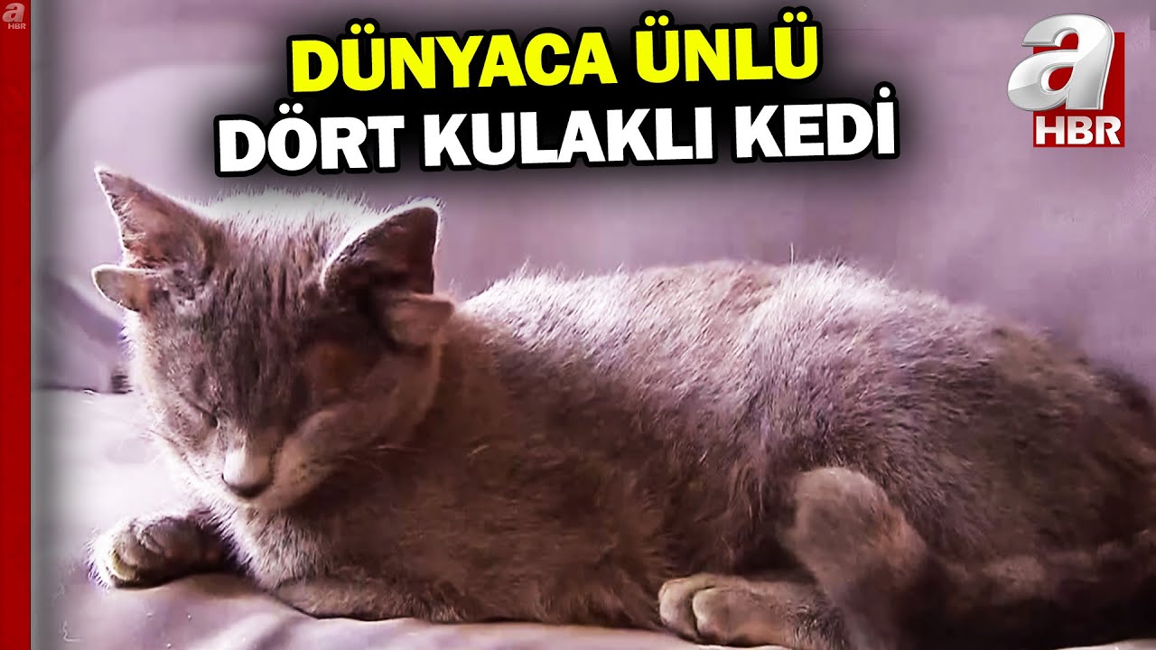 Dünyanın en meşhur dört kulaklı kedisi: Midas | A Haber