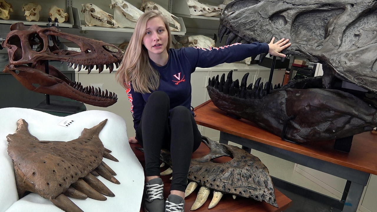 Dissecting with Emily - Tyrannosaurus rex holotype - Maxillary Mysteries