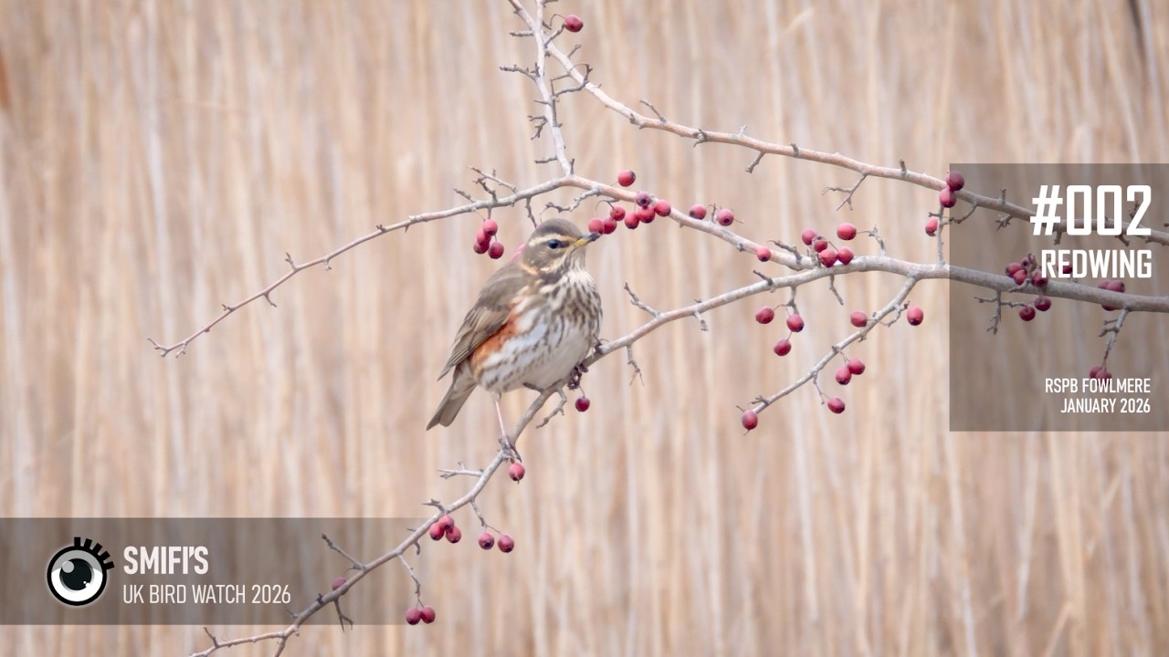 Redwing (2026.002) @ RSPB Fowlmere