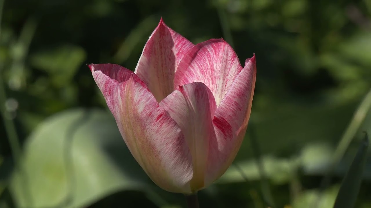Lente @De Wiershoeck 2025