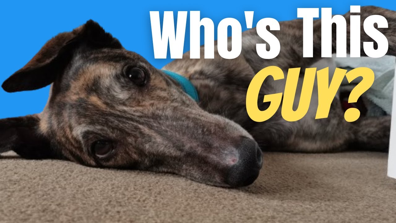 an emergency foster greyhound in our home!