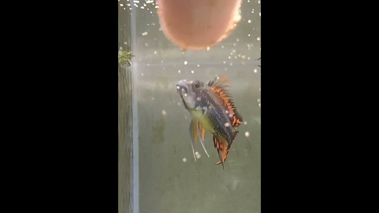 Apistogramma Cacatuoides Triple Red Close up HD