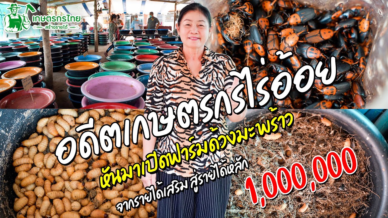 ชมสวนเกษตรกรไทย l Ep39 ตอน อดีตเกษตรกรไร่อ้อย หันมาทำฟาร์มด้วงมะพร้าว สร้างรายได้หลัก 1,000,000 บาท