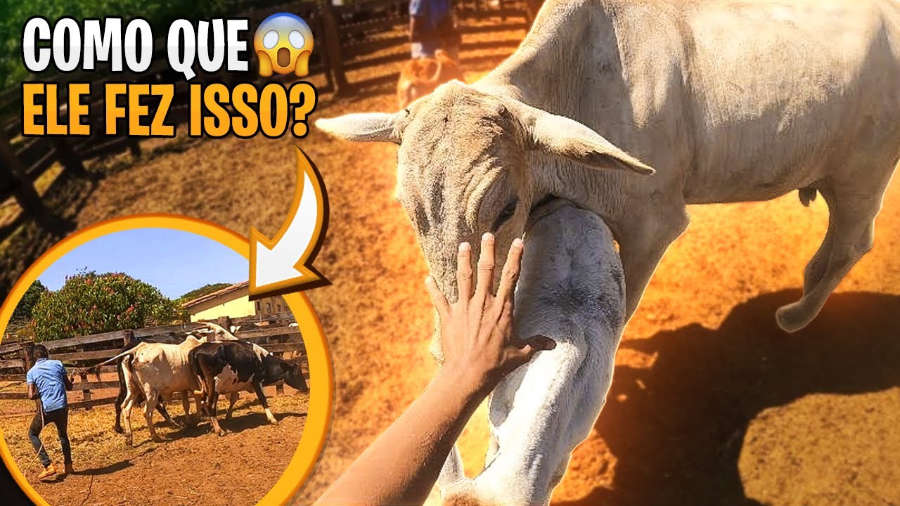 TROCAMOS O GADO DE PASTO