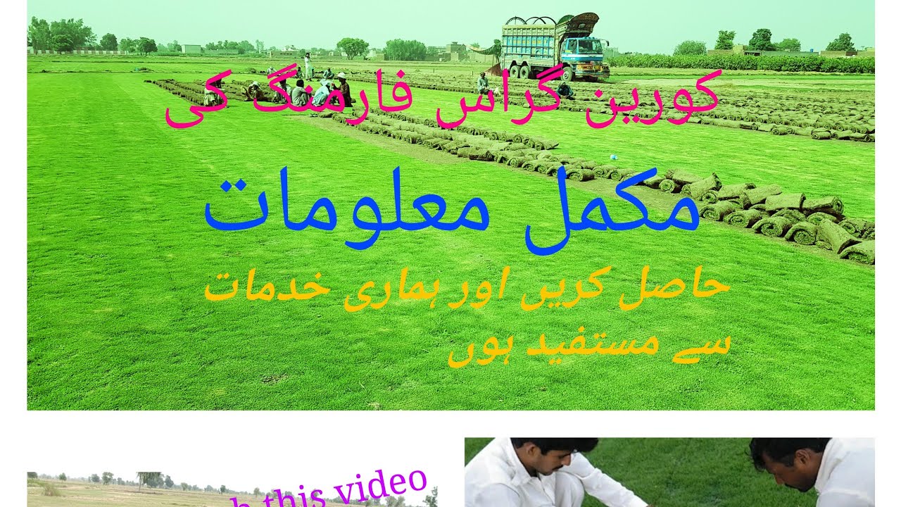 Korean Grass Farming