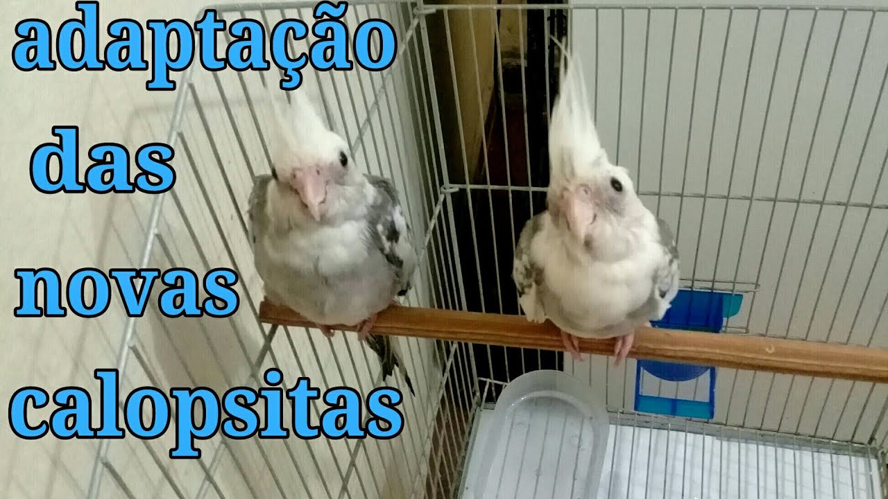 Como adaptar novas calopsitas em  casa (quarentena)