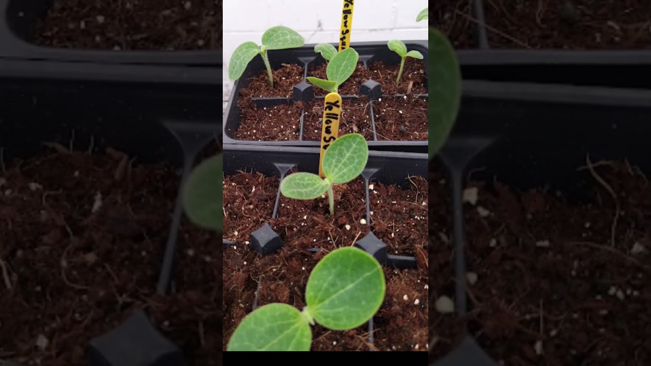 Winter gardening in Florida #garden #gardening #soilquality #growfoodnotlawns