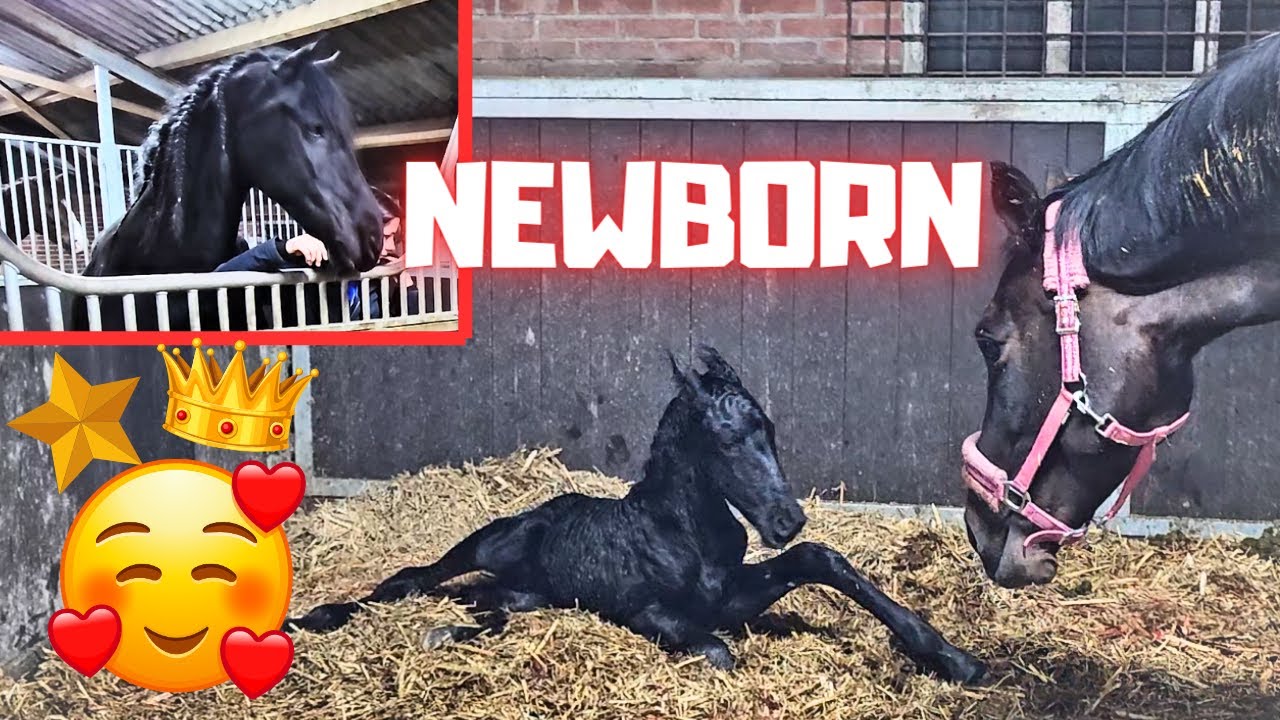 Newborn!!🥰 Most special birth!! Foal Belle, by ET, daughter of Queen👑Uniek 1/7 | Friesian Horses