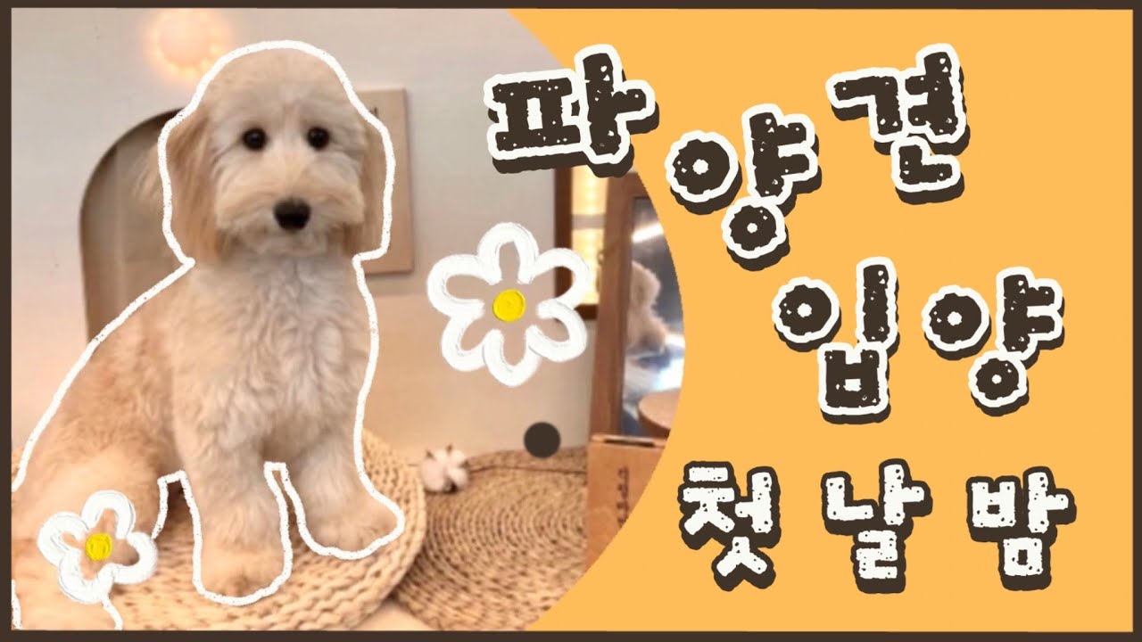 [입양스토리] 파양된 강아지가 입양 첫날밤에 보여준 행동