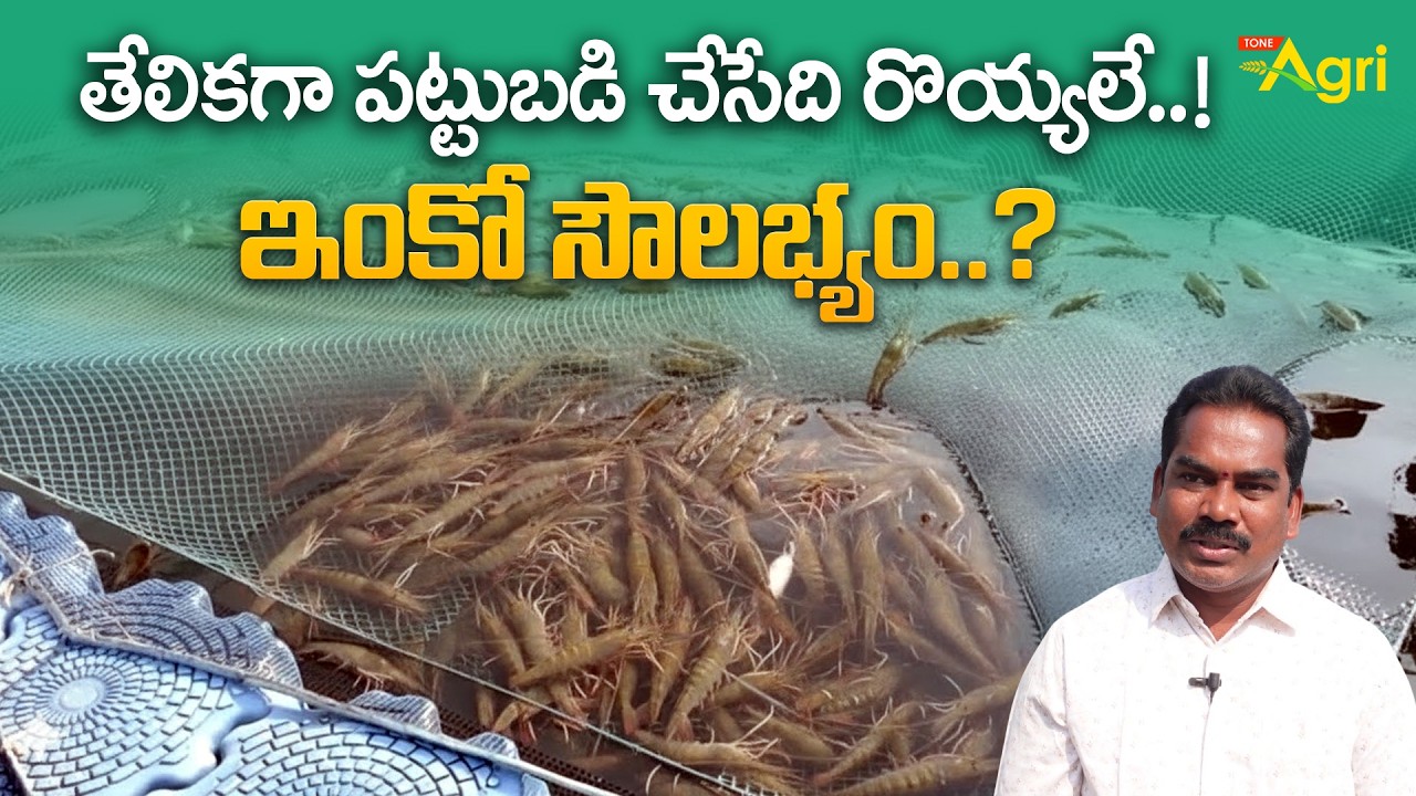 Vannamei Shrimps, Fish Farming | తేలికగా పట్టుబడి చేసేది రొయ్యలే..! ఇంకో సౌలభ్యం... Tone Agri