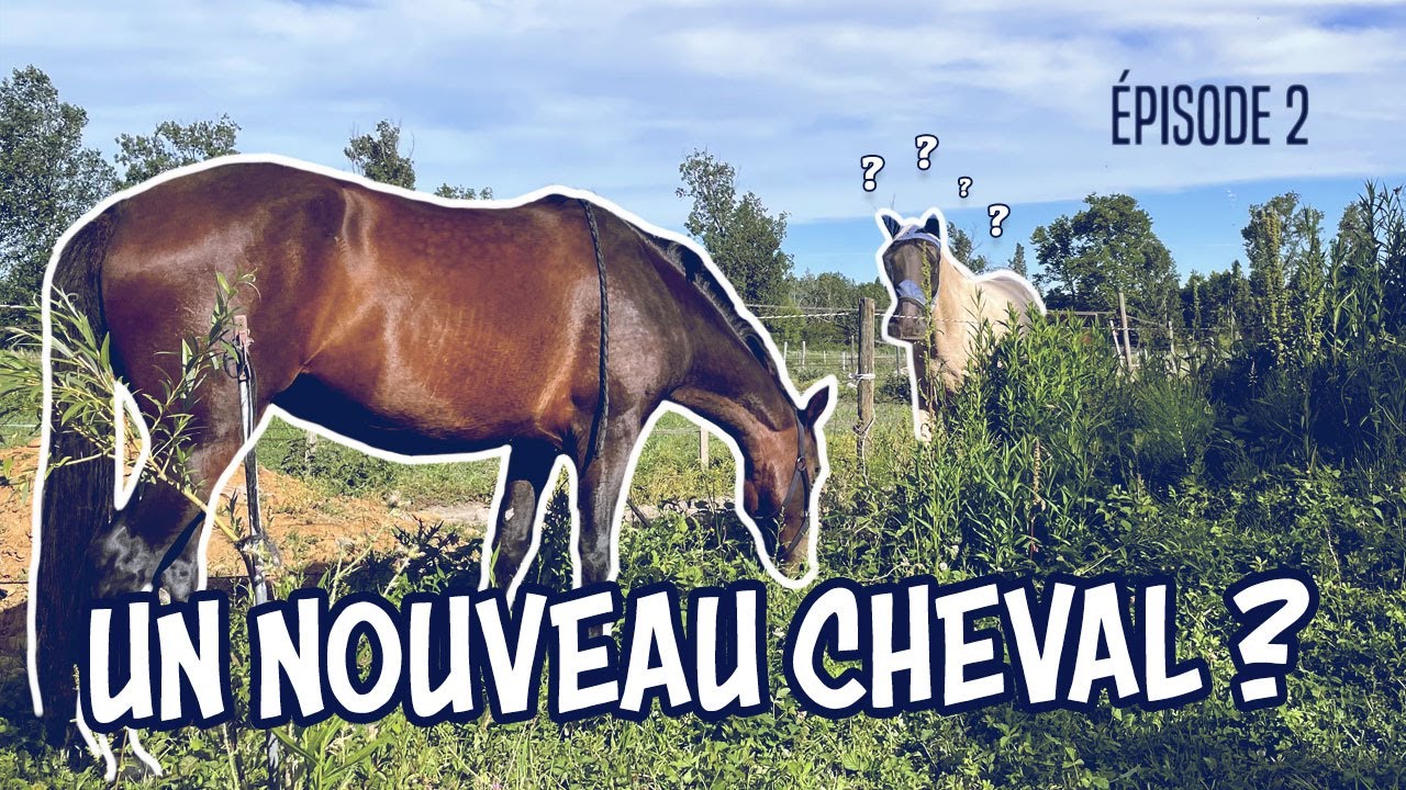 J'achète un nouveau cheval ? (partie 2)