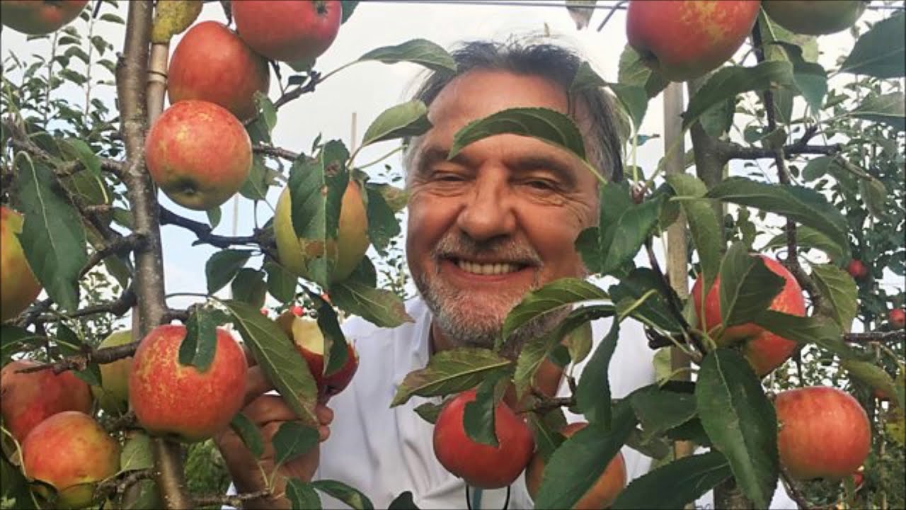 Favourite Fruit