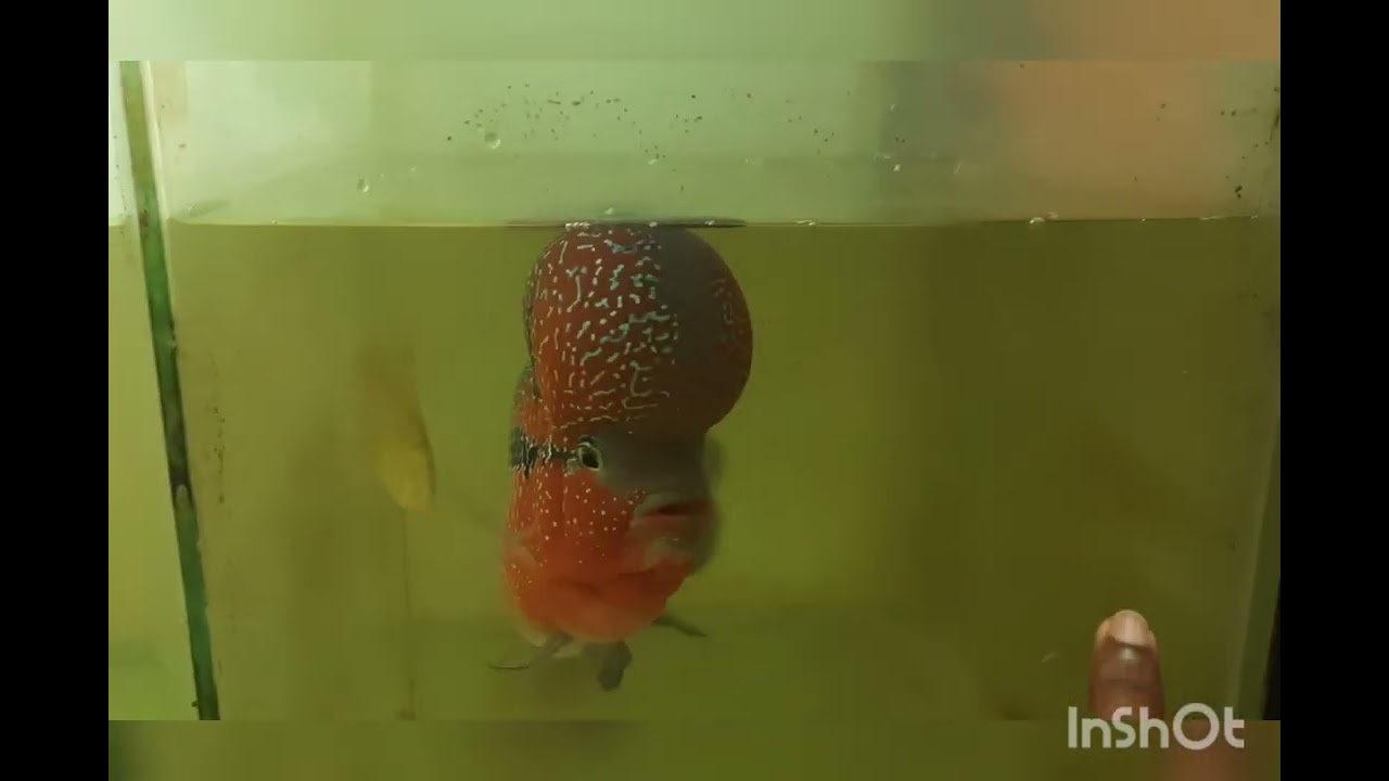 Monster SRD Flowerhorn Available, 9396934466