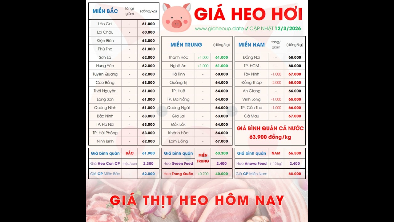 GIÁ HEO HƠI 12/3/2026 ✅ GIÁ THỊT LỢN & TIN TỨC CHĂN NUÔI #GIAHEOHOI #GIATHITHEO #GIAHEOUPDATE