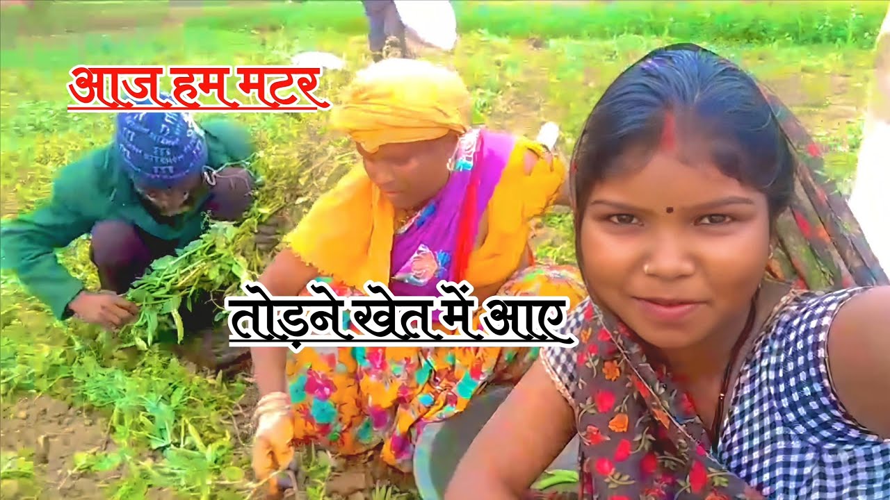 🫛मटर की टूट#matar#pea#peas#farming#farmer#farm#kisan#khet#kheti#khetibadi#status#shorts