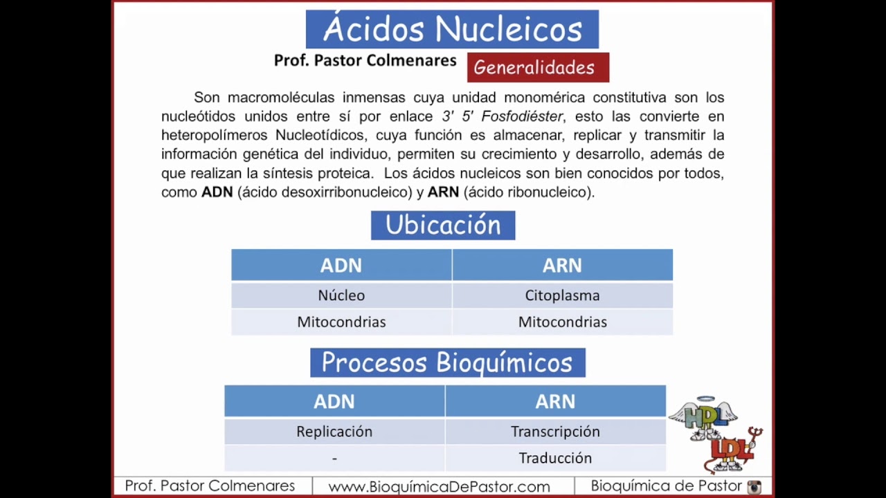 Ácidos Nucleicos generalidades | Ácidos nucleicos parte I