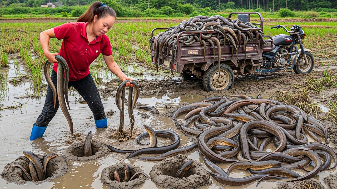 Harvesting 1000+ Prehistoric Eels in Arid Shelters — Transport by 3-Wheeled Truck Go to Market Sell