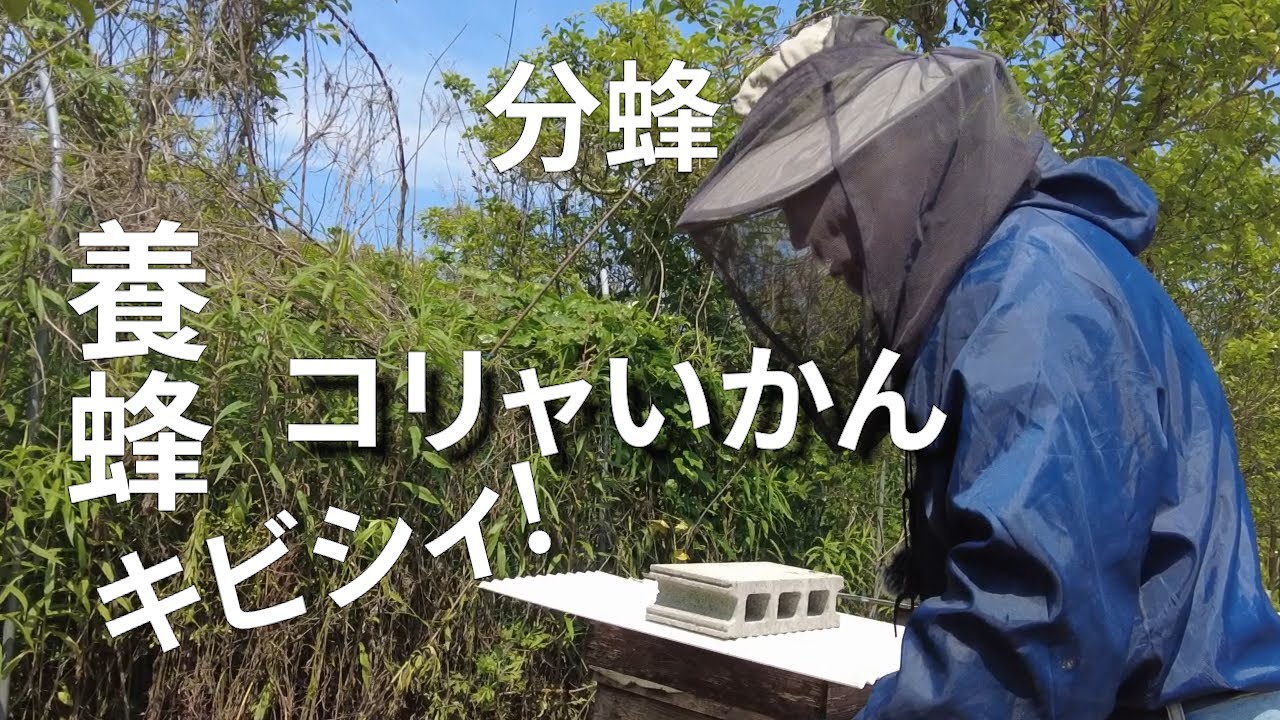【養蜂】分蜂されてしまった。(宮崎県)