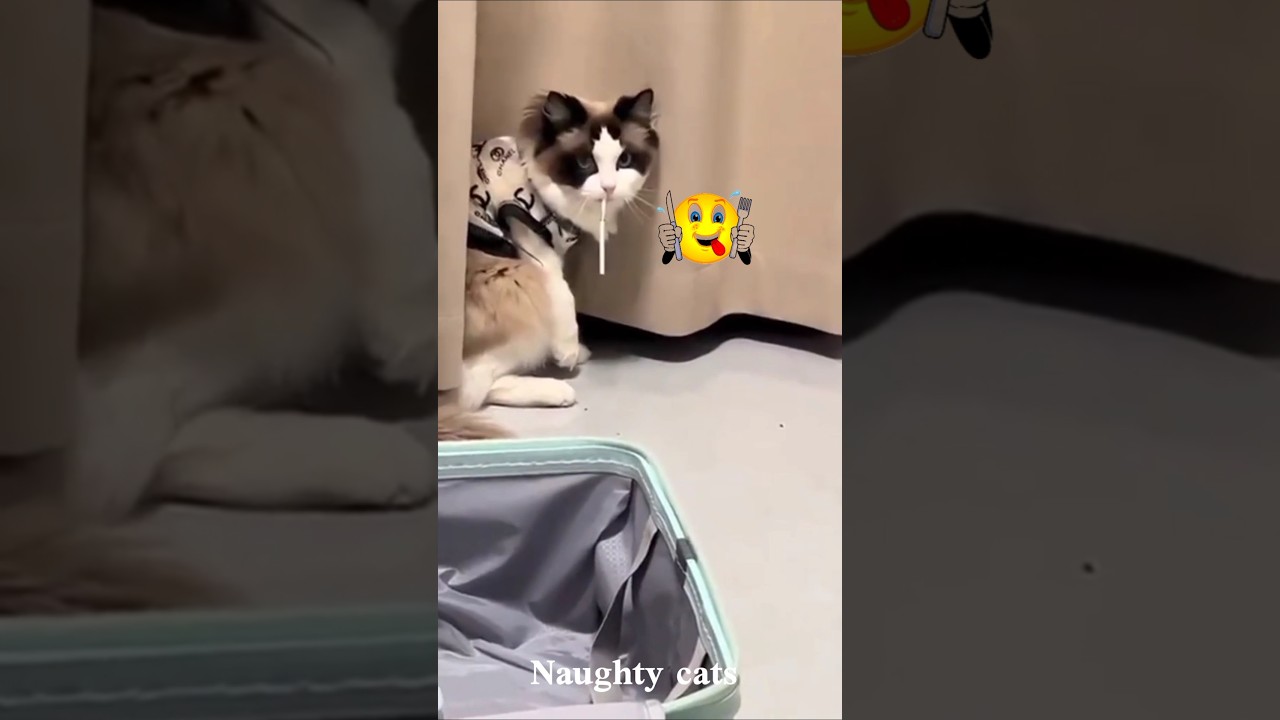 Kompilacja słodkich i szalonych kot&oacute;w 🐱 | Najzabawniejsze koty w Internecie#kot