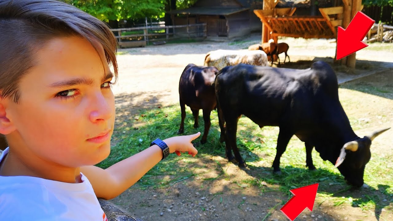 FACCIA A FACCIA con un TORO allo ZOOSAFARI - Leo Toys