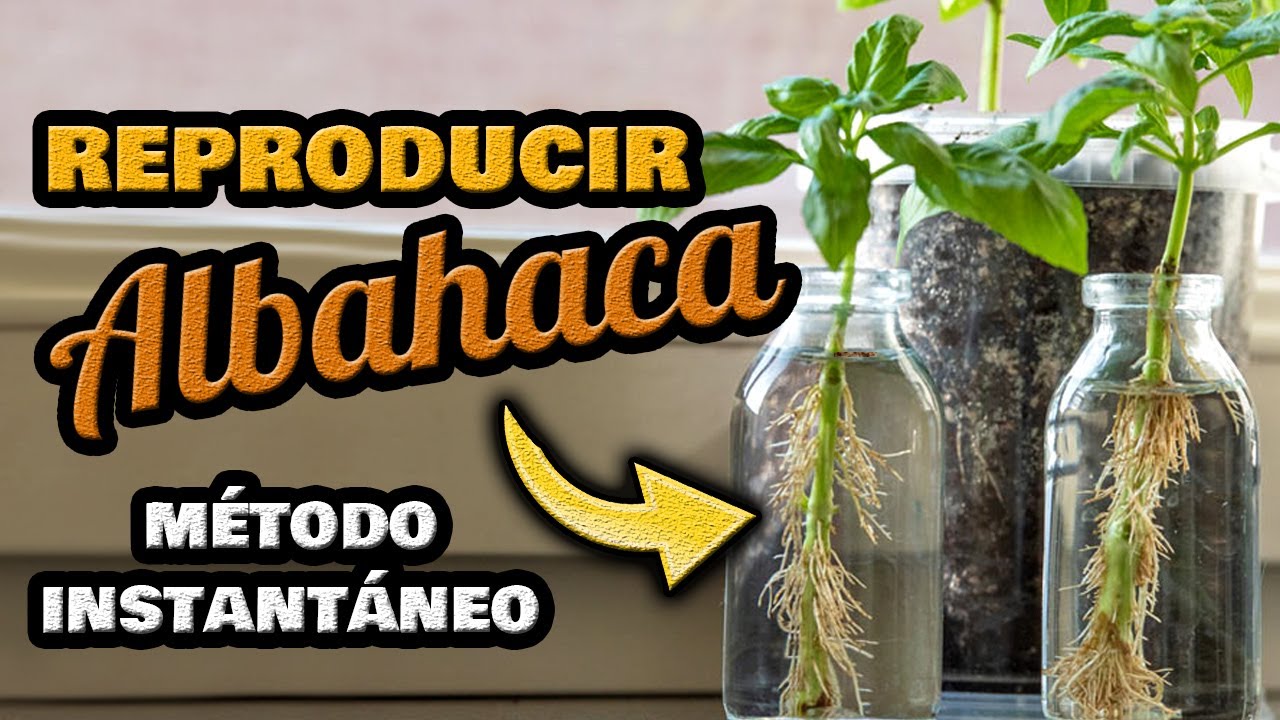 Reproducir ALBAHACA por Esqueje RÁPIDO 🌱 SIN SEMILLAS en Interior || Sembrar Albahaca por Esquejes