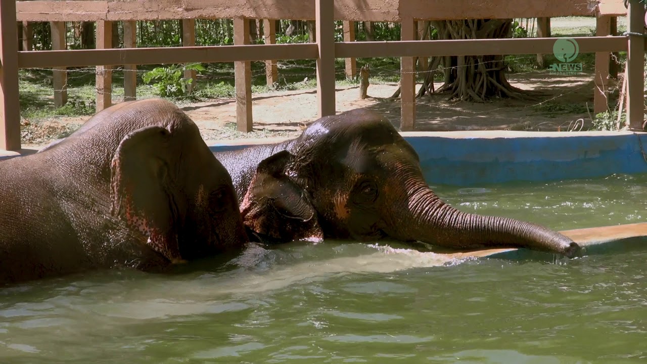 Kabu has a great moment with the Broken leg baby elephant Cha Na - ElephantNews