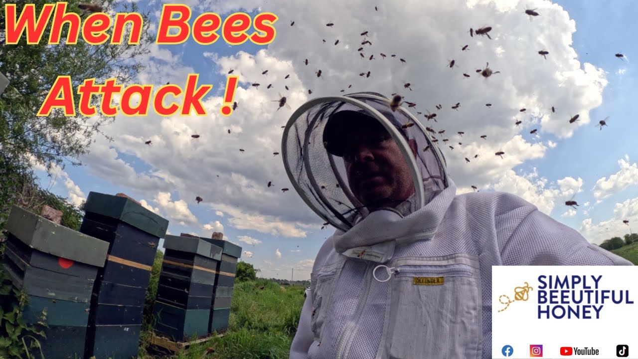 Simply Beeutiful Honey, Bees attack, OSR pull, Hive adoption