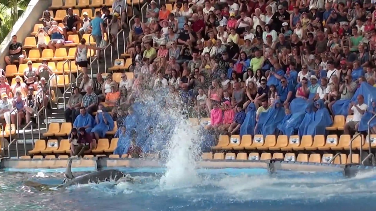 Wyspy Kanaryjskie - Tenerife - Puerto de la Cruz - Loro Parque - pokazy delfinów