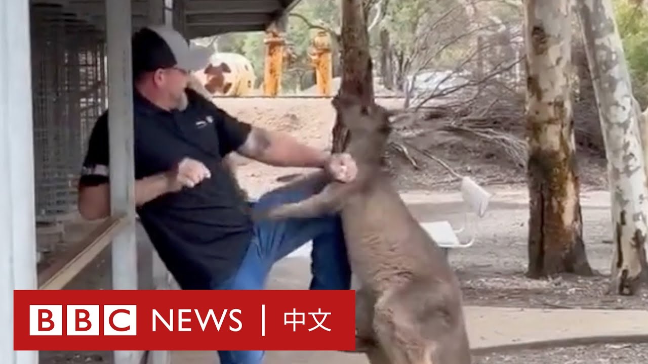 澳大利亞動物園遊客遭袋鼠追趕 － BBC News 中文