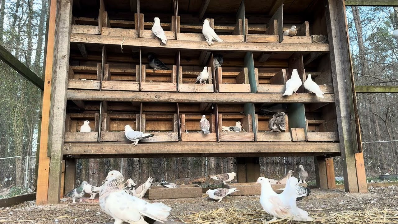 Activity in the Pigeon Loft!!