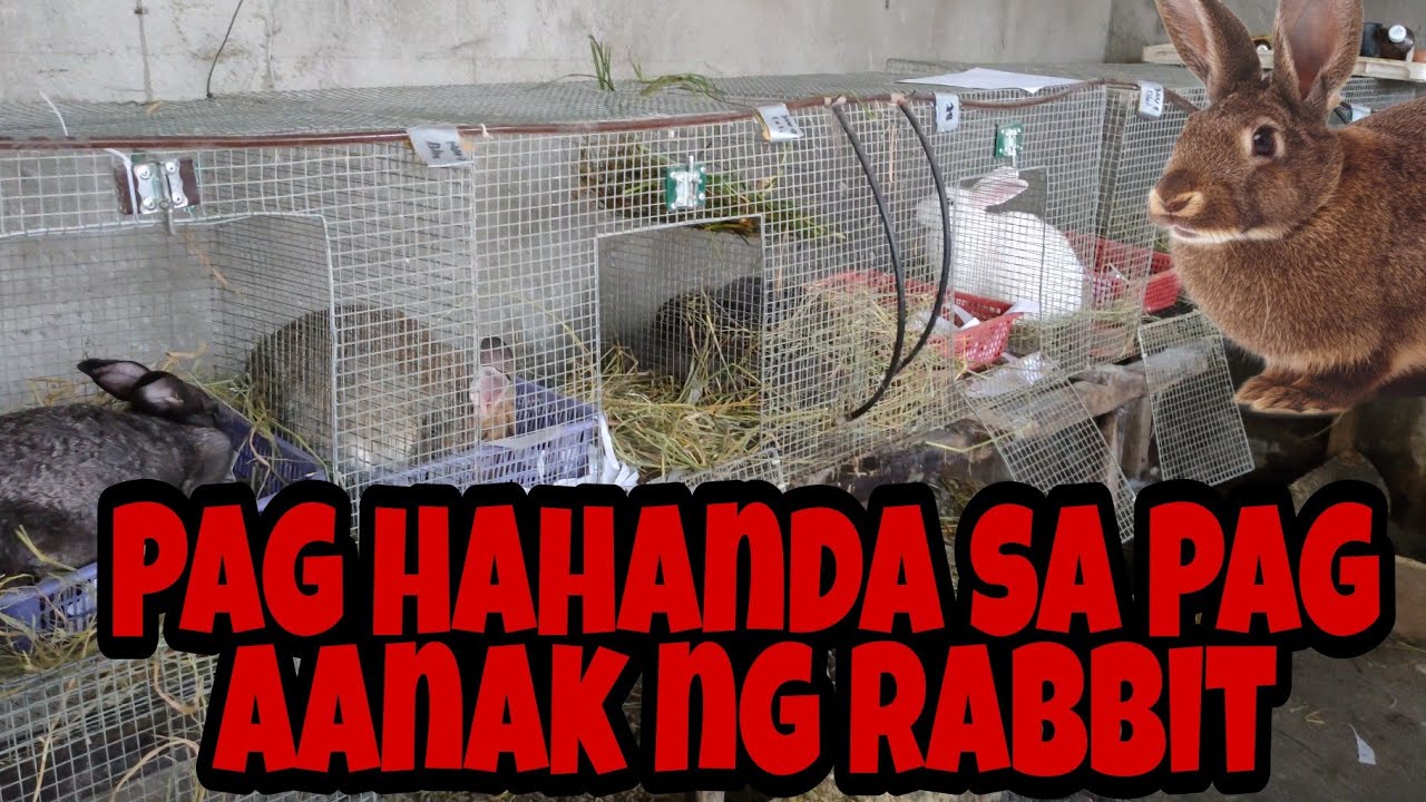 Pag hahanda sa Pag aanak ng Rabbit.