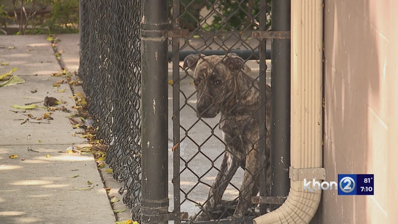 HHS faces overcrowded kennels despite 'Clear the Shelter' initiative